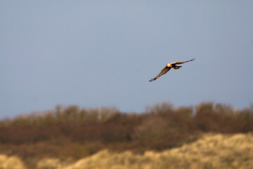 Bruine Kiekendief; Marsh Harrier; Circus aeruginosus