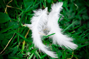 Obraz premium Two white feathers from the bird lying on the grass