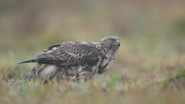 Northern goshawk ( Accipiter gentilis ) close up