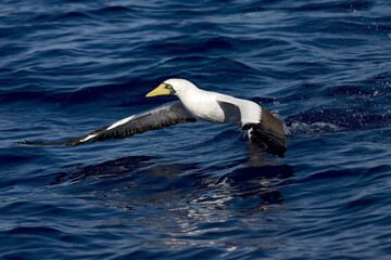 Maskergent, Masked Booby, Sula dactylatra