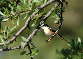 Masked Shrike, Maskerklauwier, Lanius nubicus