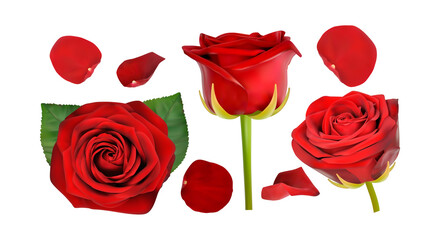 red rose isolated on white background vector