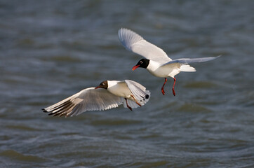 Mediterranean Gull and Black-headed Gull, Zwartkopmeeuw en Kokmeeuw, Larus melanocephalus and Larus ridibundus