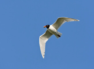 Zwartkopmeeuw, Mediterranean Gull, Larus melanocephalus