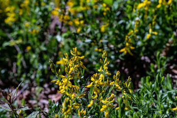 Genista tinctoria growing in the forest, macro	