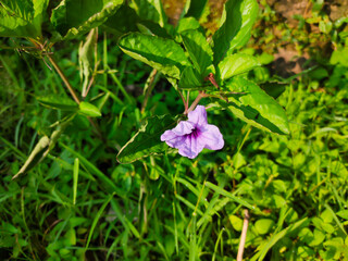 flower in the grass