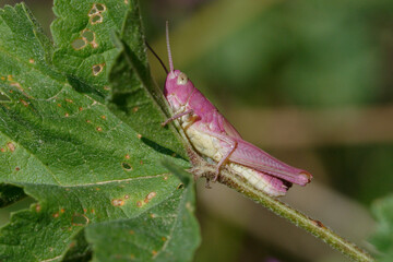 Pink grasshopper, having erythrism