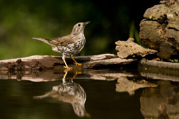 Grote Lijster, Mistle Thrush, Turdus viscivorus