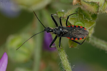 Assassin bug (Sphedanolestes sanguineus) on a leaf