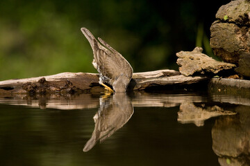 Grote Lijster, Mistle Thrush, Turdus viscivorus