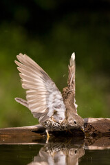 Grote Lijster, Mistle Thrush, Turdus viscivorus