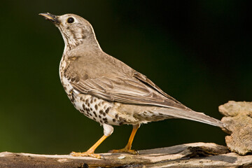 Grote Lijster, Mistle Thrush, Turdus viscivorus