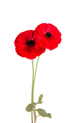 Obraz premium Red ranunculus asiaticus flower isolated on white background. Persian buttercup. Beautiful summer flowers.