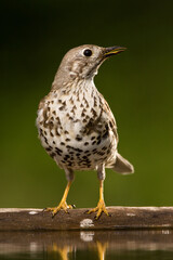 Grote Lijster, Mistle Thrush, Turdus viscivorus