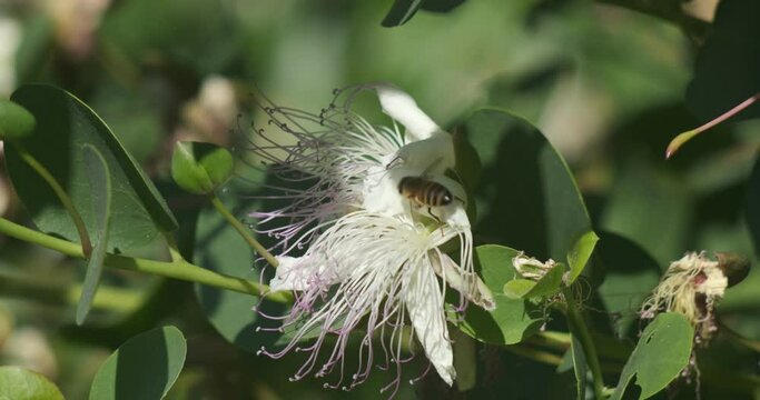 Caper flower. Bee on a caper flower.A bee sucks nectar and collects pollen. Italy. 
