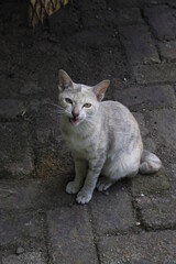 cat on the street