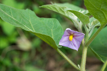 Fototapeta premium eggplant or brinjal flower, tropical perennial plant purple color blossom in the garden, close-up