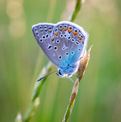 butterfly on a field