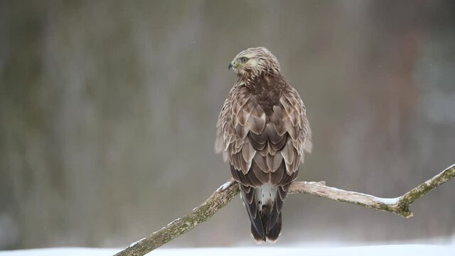 Rough-legged buzzard ( Buteo lagopus ) in winter scenery