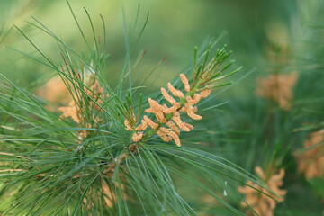 close up of pine needles