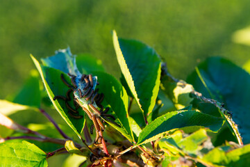 Crawling disgusting larvae attacking tree leaves and making cobweb for reproduction. Caterpillars and silkworms damaging flora, eating leaves and destroying spring harvest. Invasive parasites concept