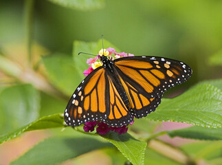 Naklejka premium Monarchvlinder