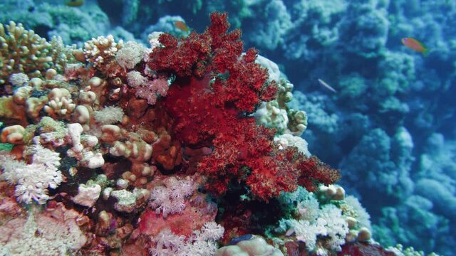 Net Fire Coral Millepora dichotoma , Glare of sunlight on colorful corals near the water surface. Red Sea Egypt