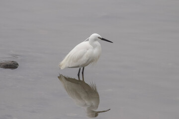 Egret after lunch