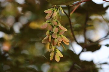 autumn leaves on the tree