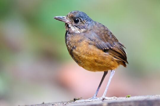 Allen Mierpitta, Moustached Antpitta, Grallaria alleni
