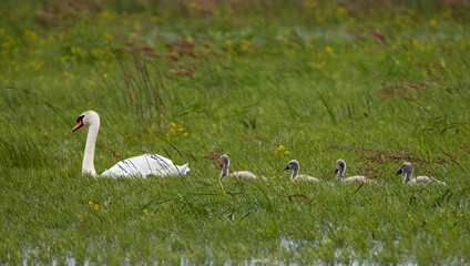 Mute Swan, Knobbelzwaan, Cygnus olor