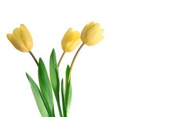 Bouquet of yellow tulips on a white background.