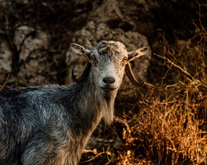 Fototapeta premium Portrait of cyprus mountain goat 