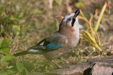 Side view of eurasian beautiful jay bird with lifted head and vegetation in the background