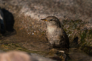 Eurasian wren sitting in the water of a bird bath with the head turned left in evening light