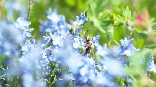 Bee flying into bloomed blossom, gathering pollen, macro shot. Filmed on high speed cinema camera, 1000fps.