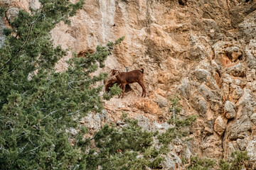 Mountain goat on the rocks in Cyprus