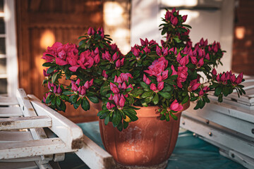 Amazing blooming azalea plant outdoors on background of wooden windows in the garden. Spring mood in the air, Italian culture and gardening