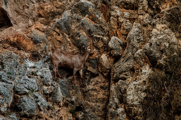 Wild mountain cyprus goat on the wall 