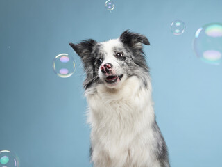 funny emotional dog, border collie catches soap bubbles on a blue background. 