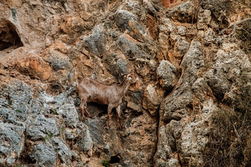 Wild mountain cyprus goat on the wall 