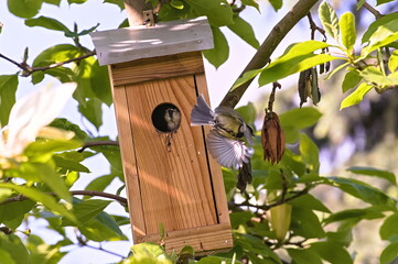Great tit nursing a chick in a birdhouse on a tree
