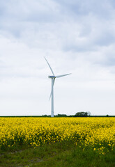 wind turbines in blooming rapeseed field