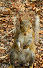 Naklejka na ściany i meble Closeup Eastern Gray Squirrel on hind legs Deland Florida
