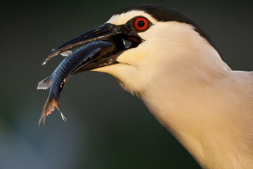 Kwak  Black-crowned Night Heron  Nycticorax nycticorax © AGAMI