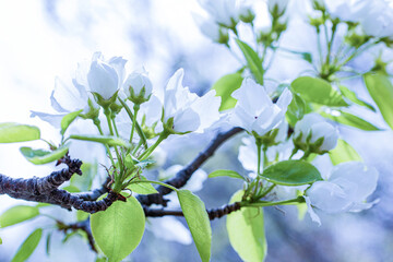 A branch of a blooming apple tree in the park on a sunny spring day. Tinted in blue tones. Selective soft focus, close up
