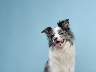 Obraz na płótnie Canvas funny emotional dog, border collie squints and open mouth on a blue background. 