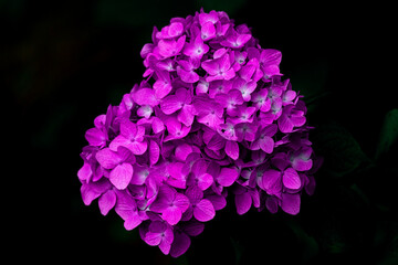 ハートの紫陽花