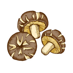 Shiitake mushroom hand-drawn illustration, edible mushroom family, graphic drawing with lines, flat illustration Healthy organic food, Vegetarian food, fresh mushrooms isolated on white background