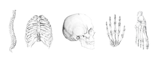 Elements of the human skeleton. Skull, spine, chest, hand, foot. Anatomical drawing on a white background isolated